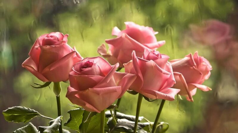 Pink Roses in Rain — Serene