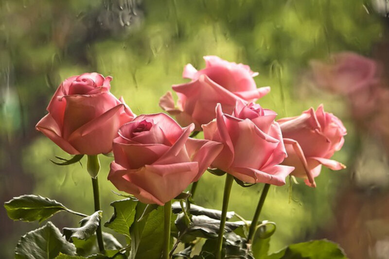 Pink Roses in Rain