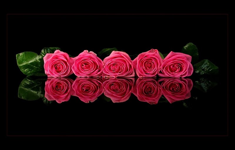 Pink roses in reflection