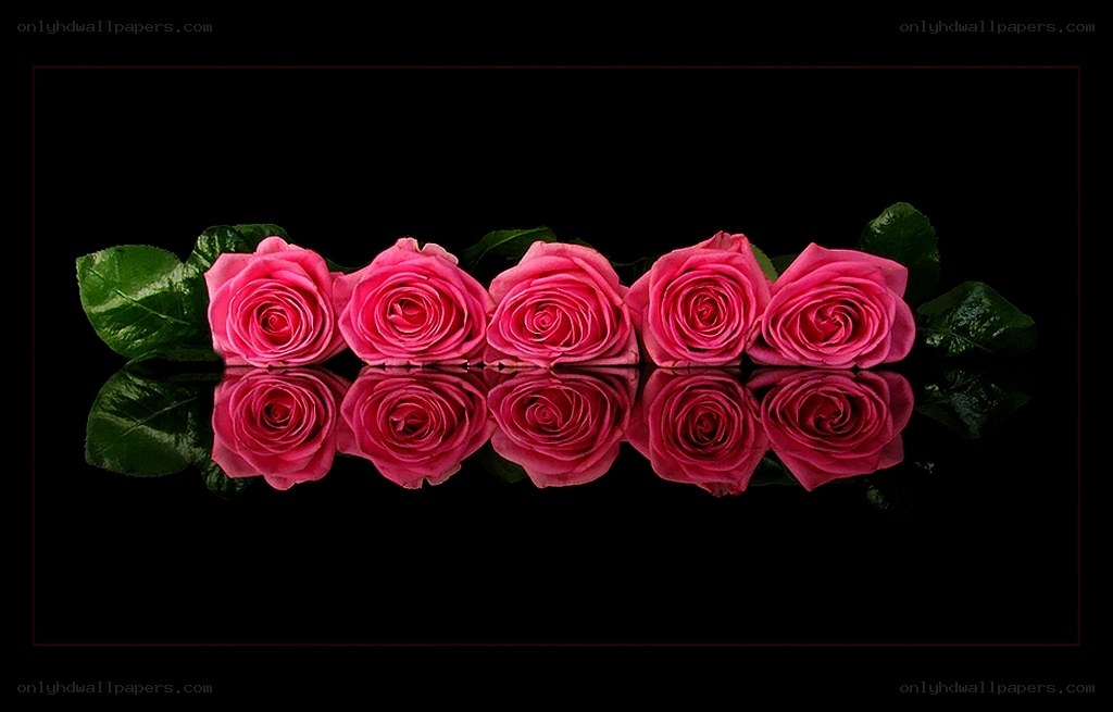 Pink roses in reflection