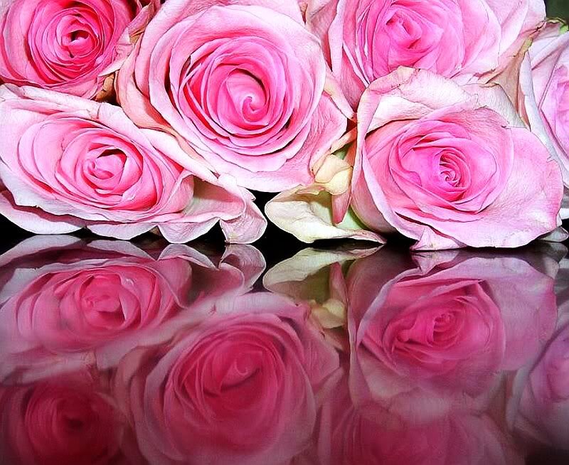 Pink Roses in Reflection — Calm