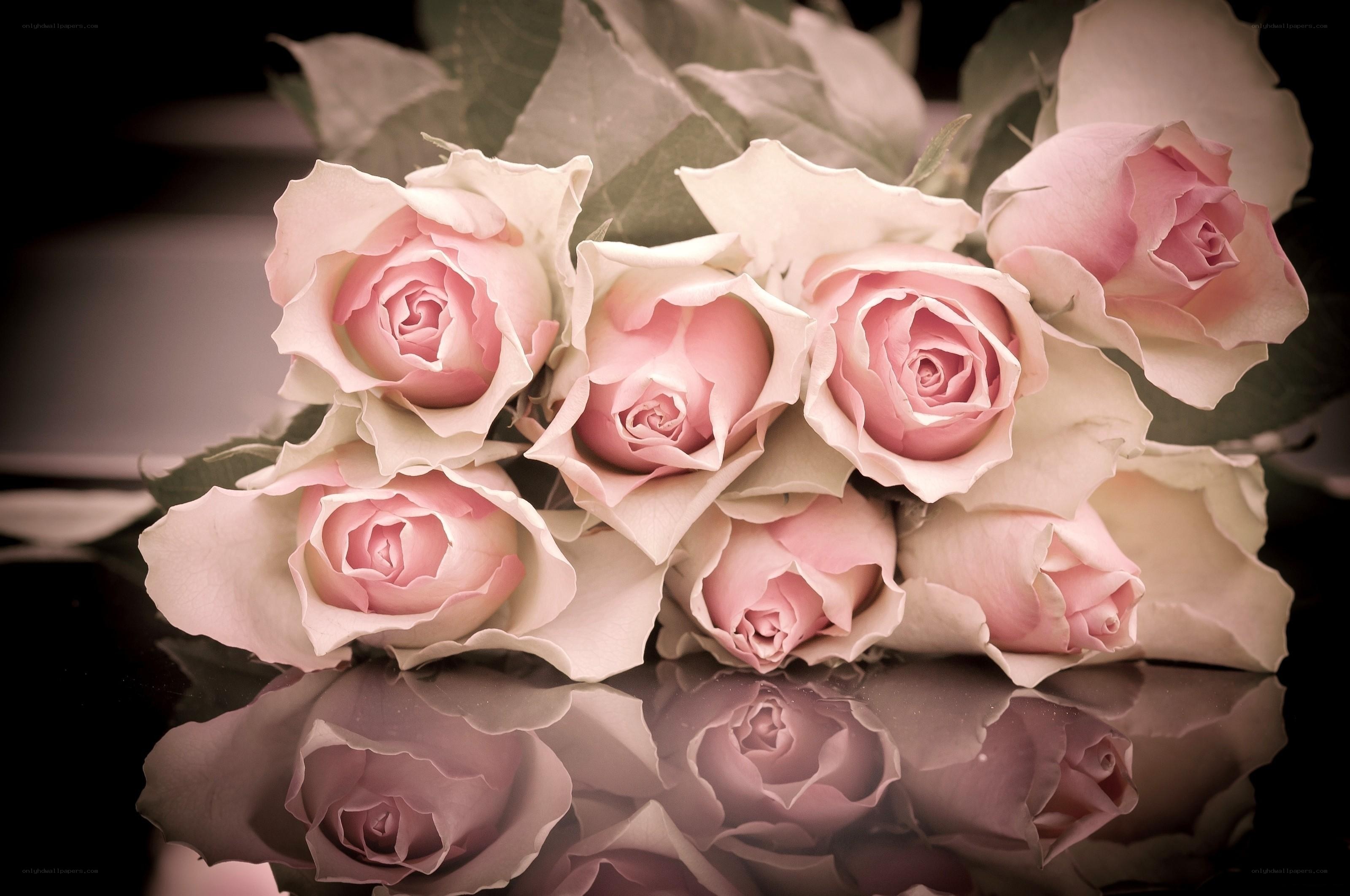 Pink roses in reflection