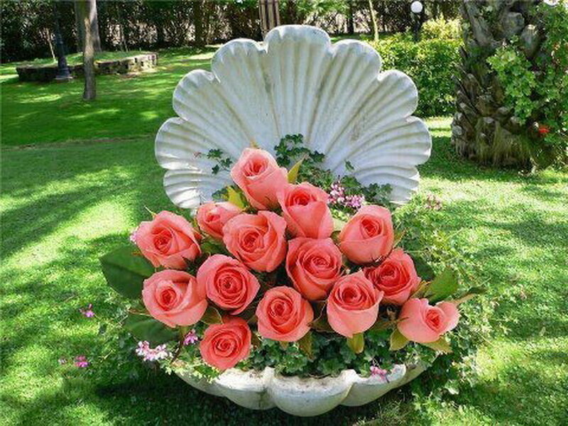 Pink Roses in Shell