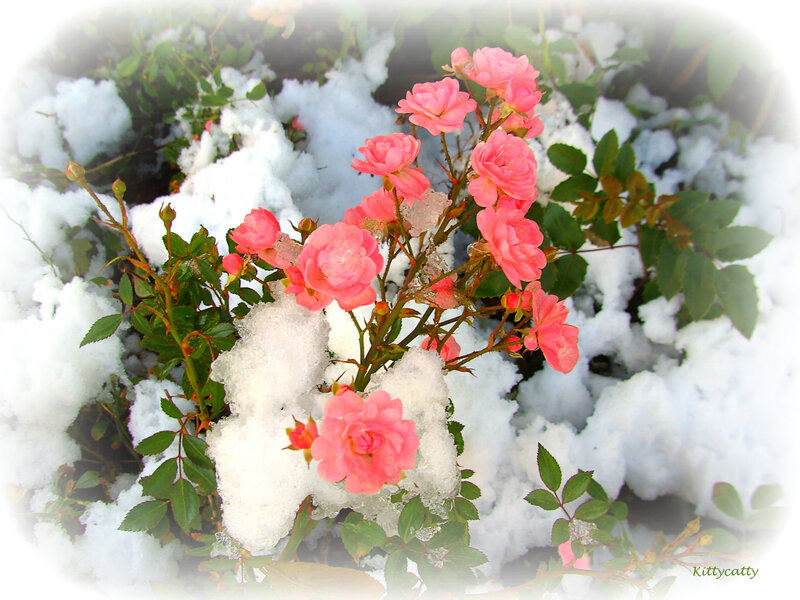 Pink Roses in Snow — Serene