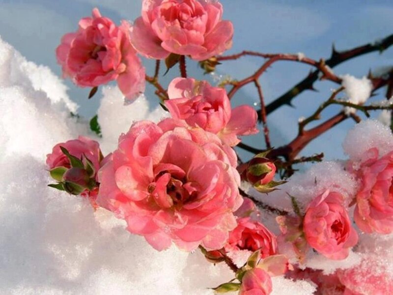 Pink Roses in Snow — Serene, Winter