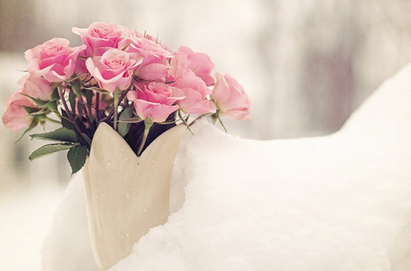 Pink Roses in Snow