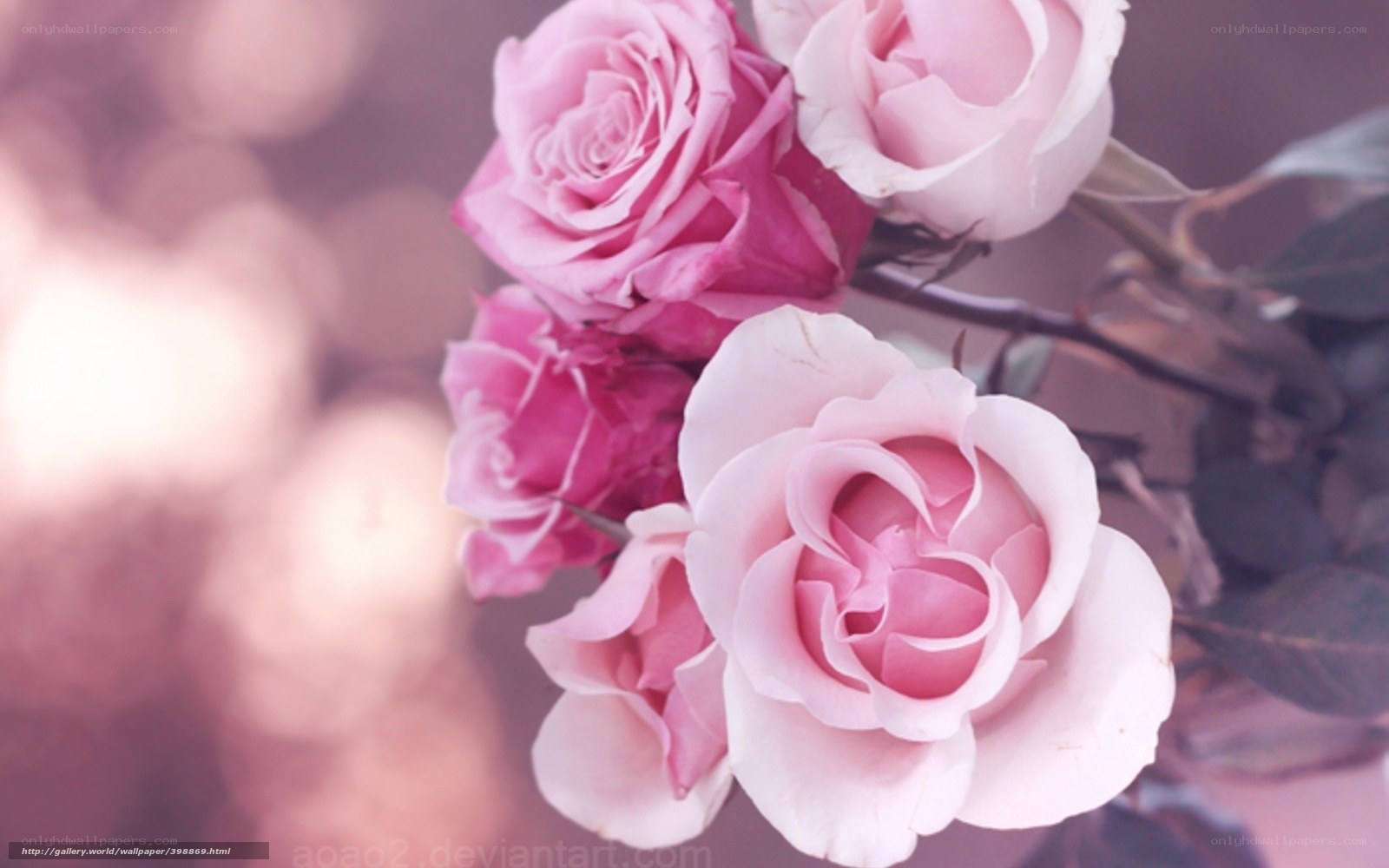Pink roses in soft focus