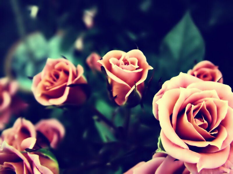 Pink roses in soft focus