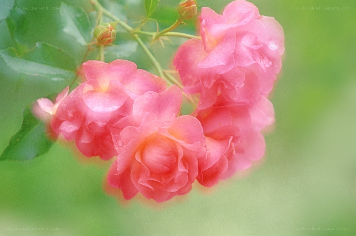 Pink roses in soft focus
