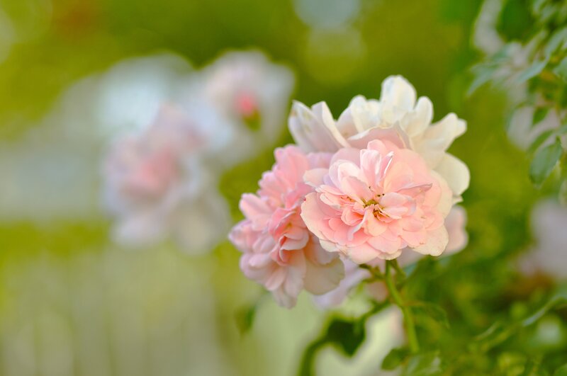 Pink roses in soft focus