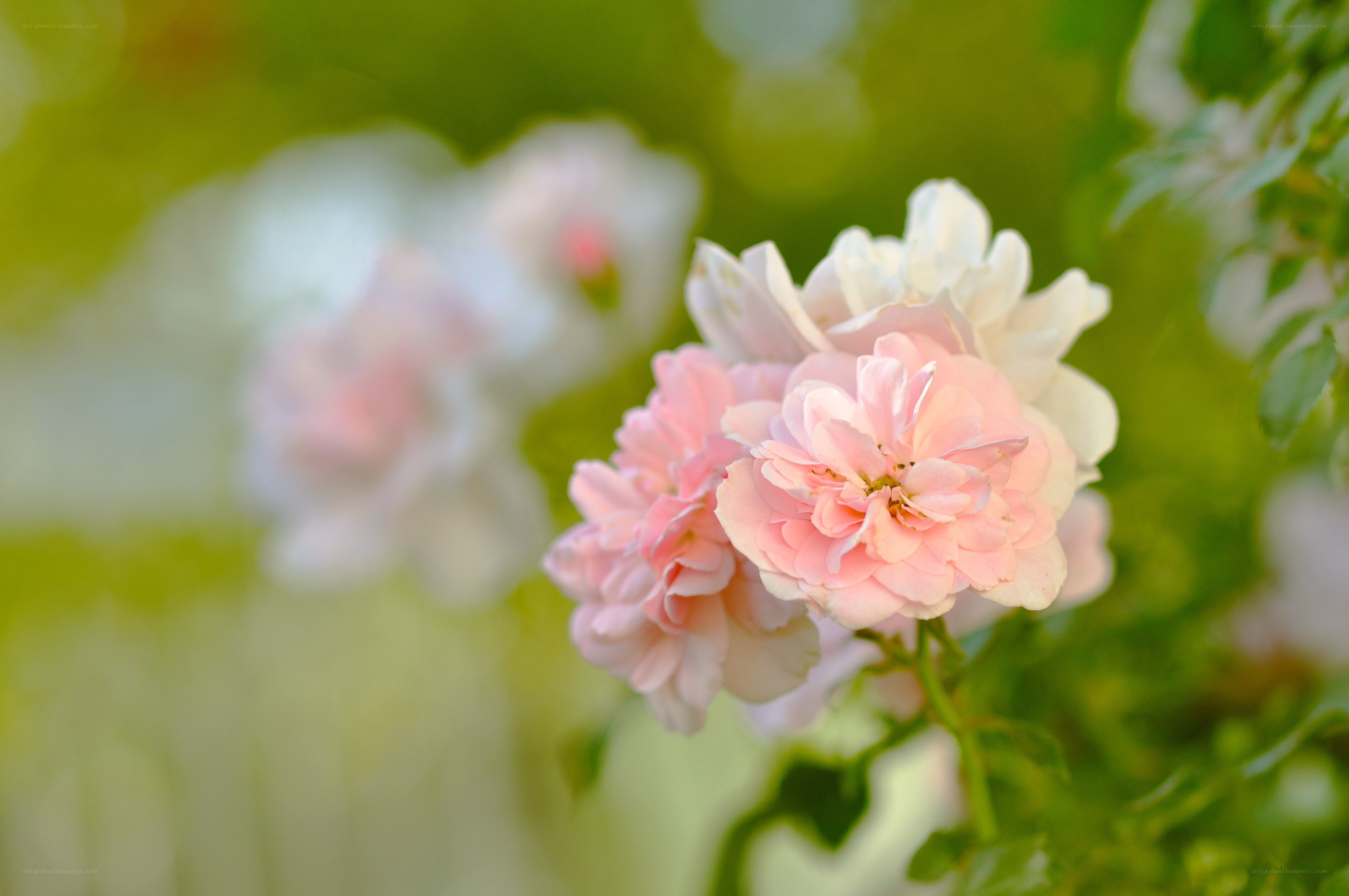 Pink roses in soft focus