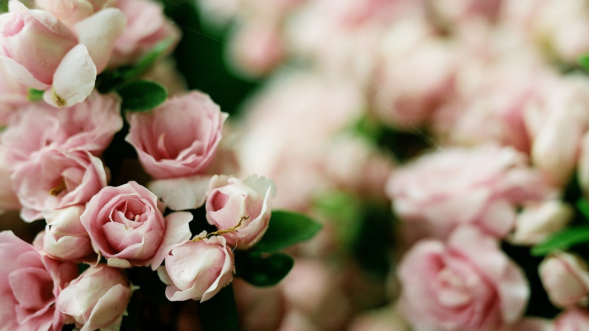 Pink roses in soft focus