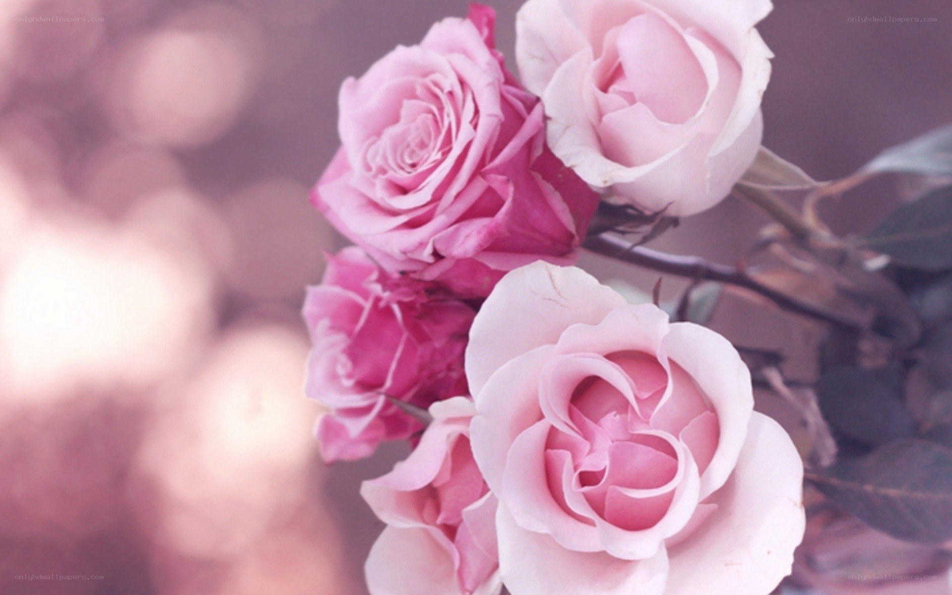 Pink roses in soft focus