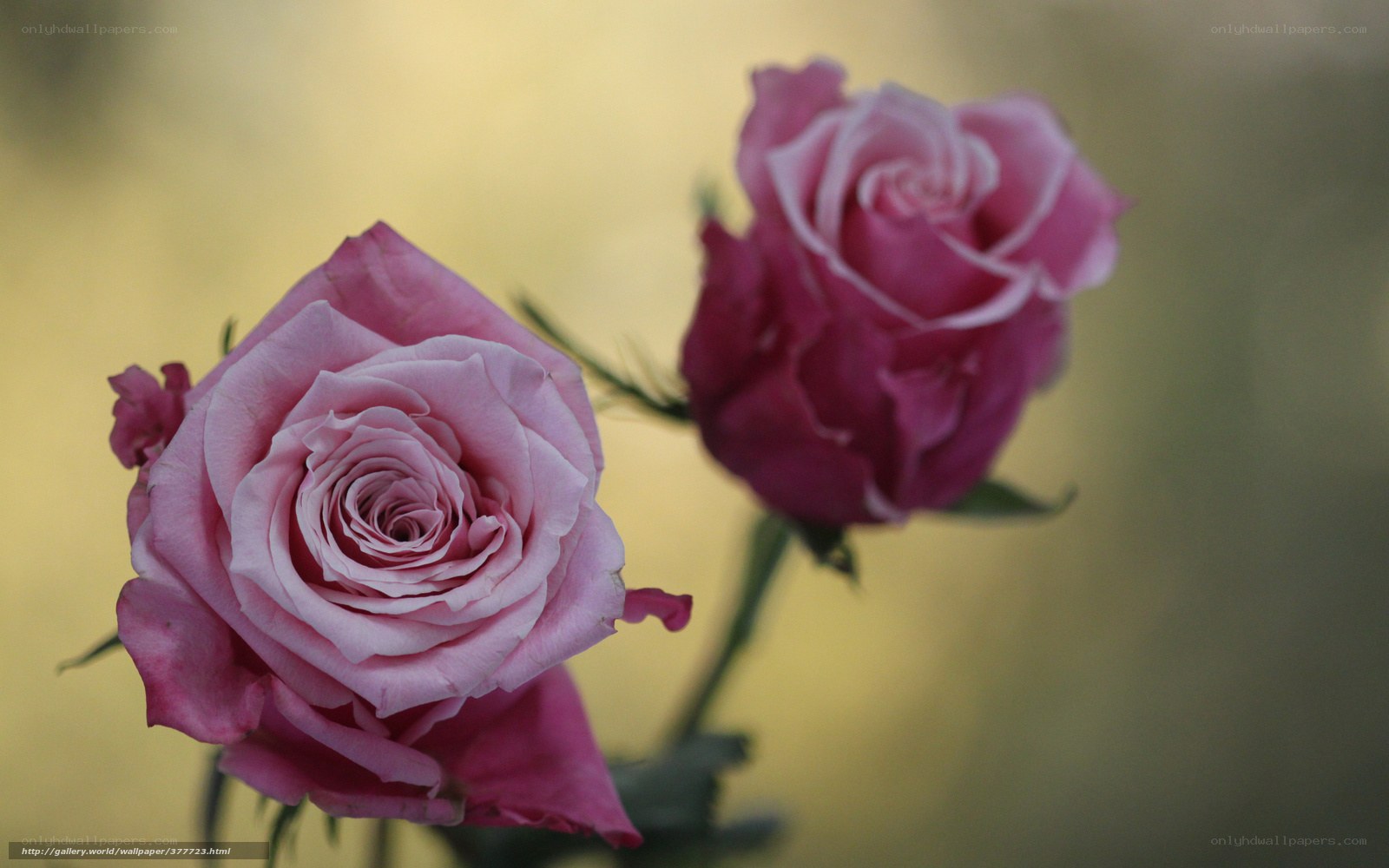 Pink roses in soft focus