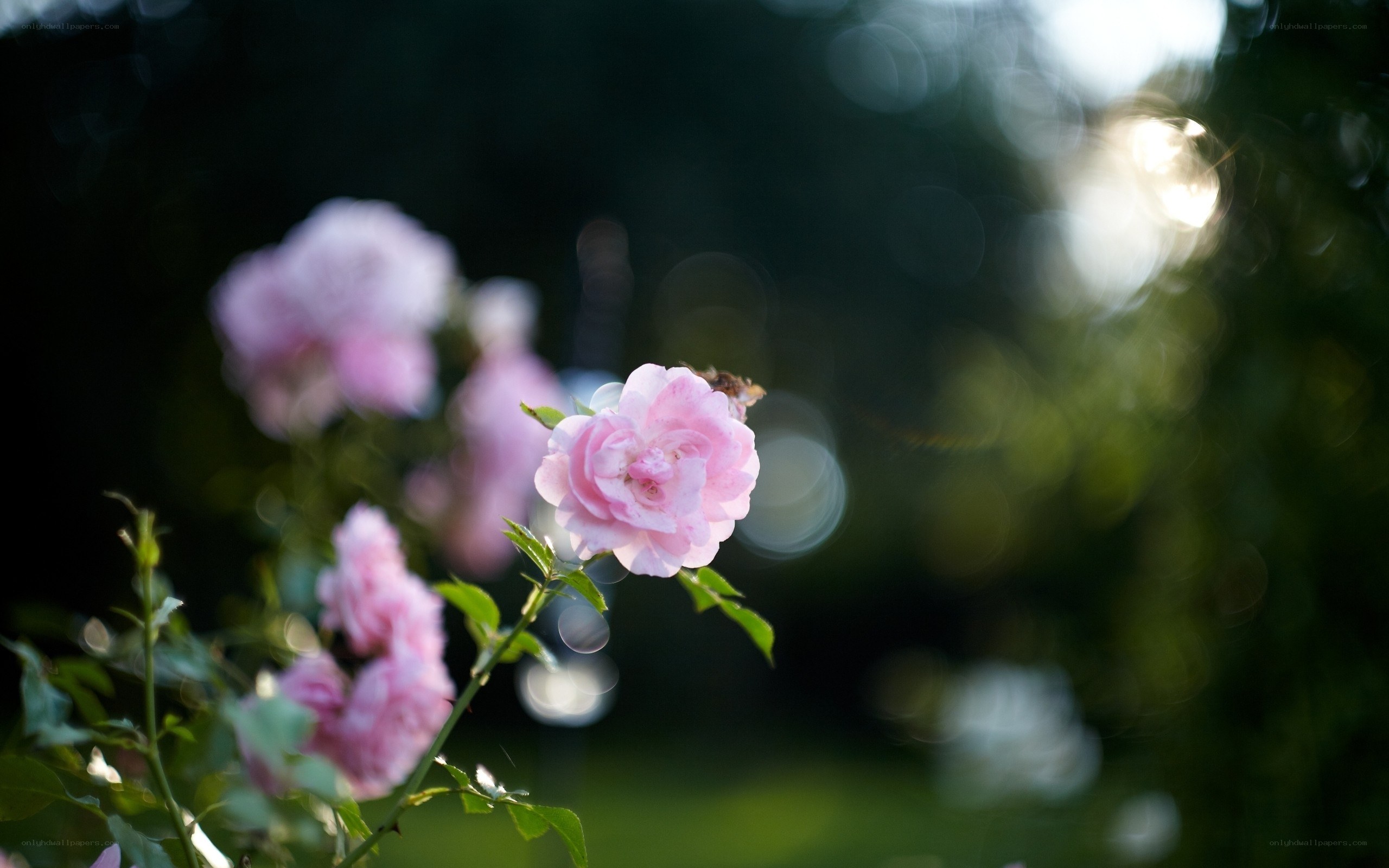 Pink roses in soft light