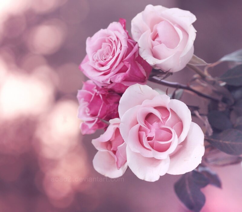 pink roses in soft light