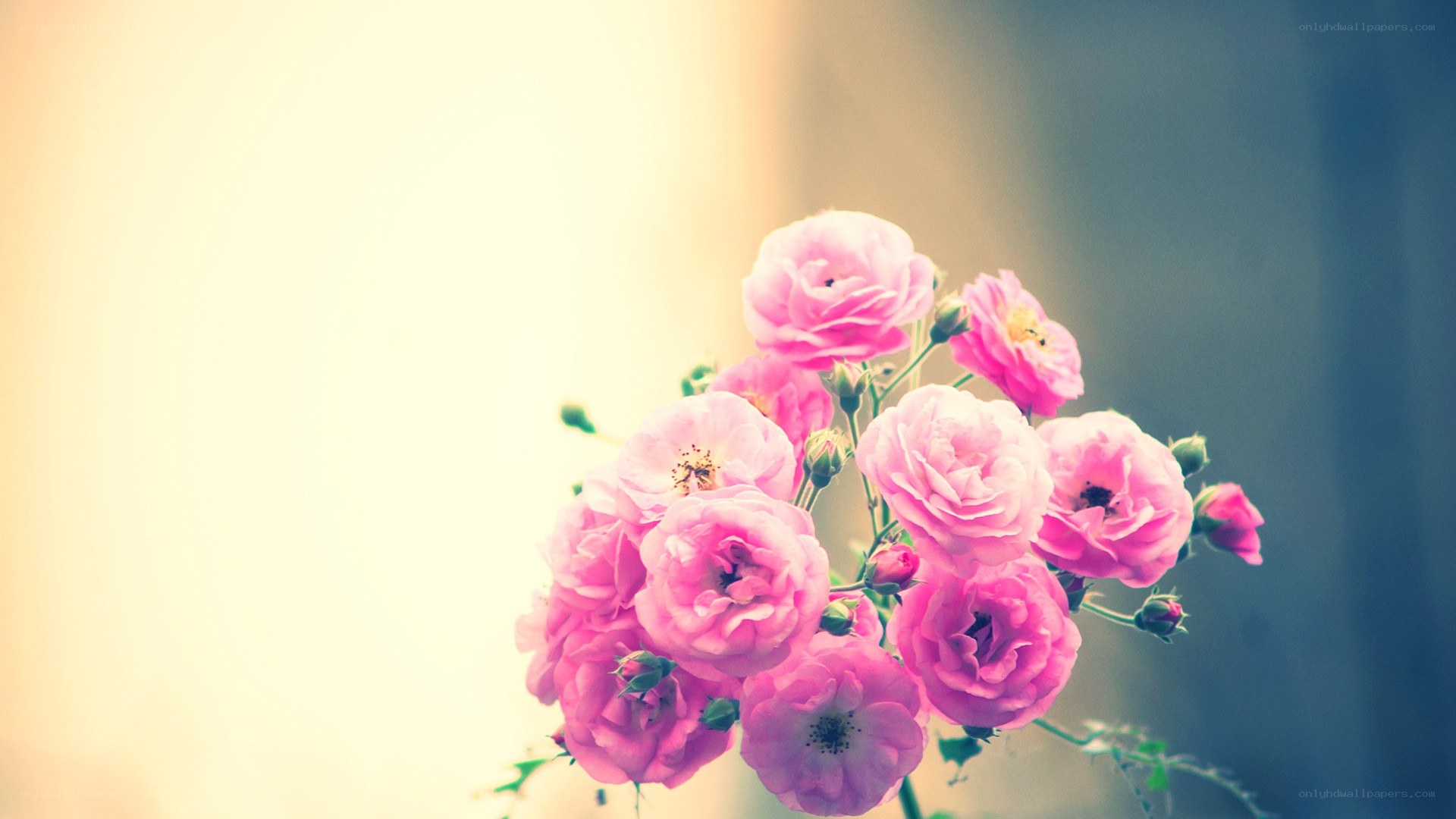 Pink roses in soft light
