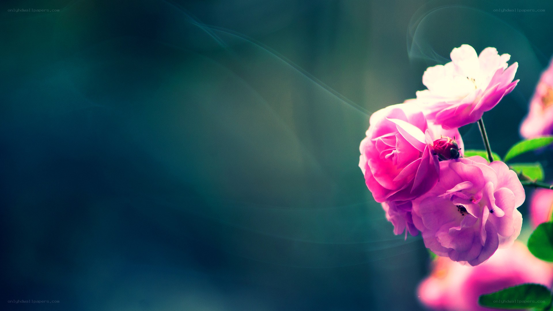 pink roses in soft light
