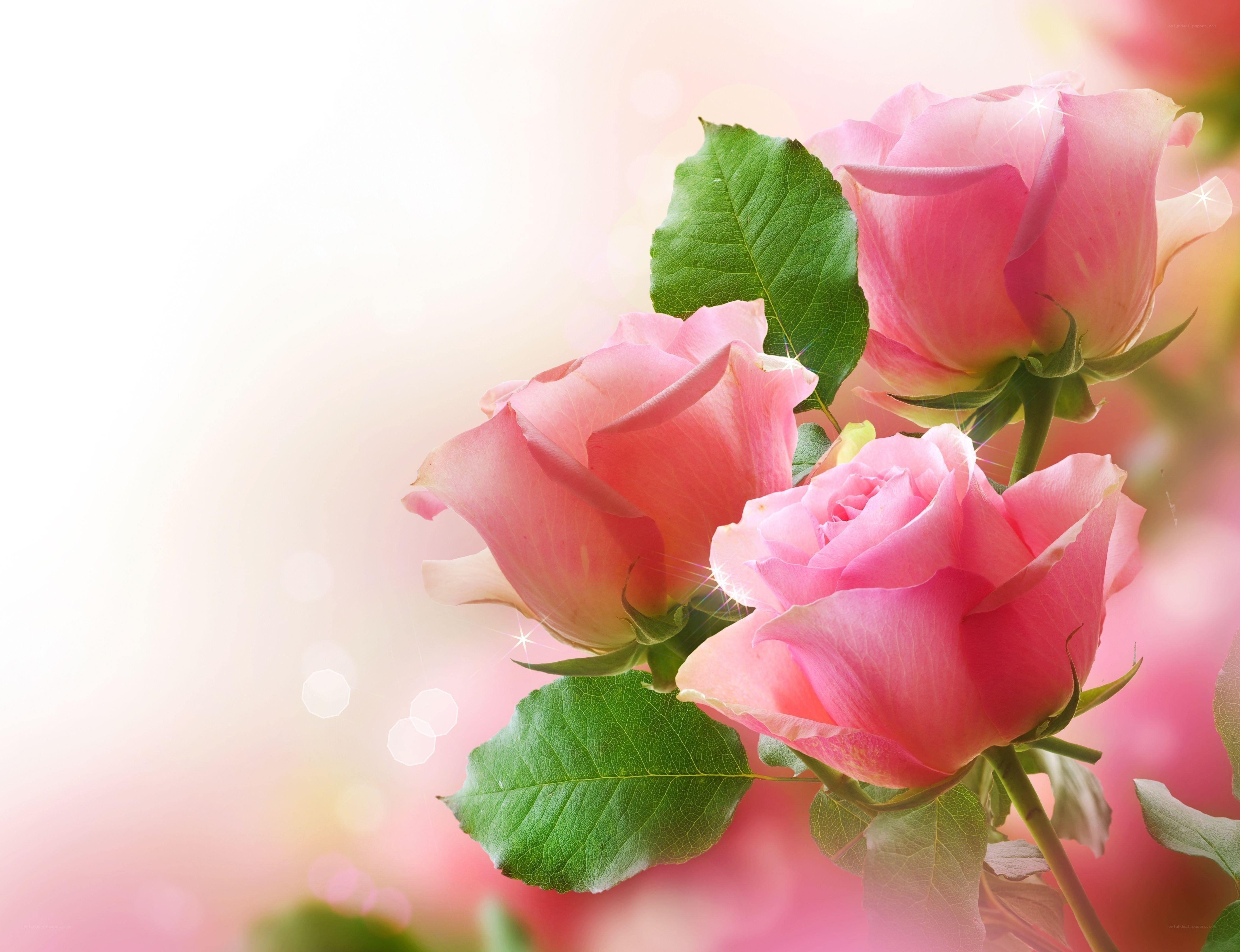 Pink roses in soft light