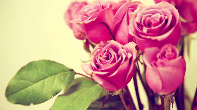 Pink roses in soft light