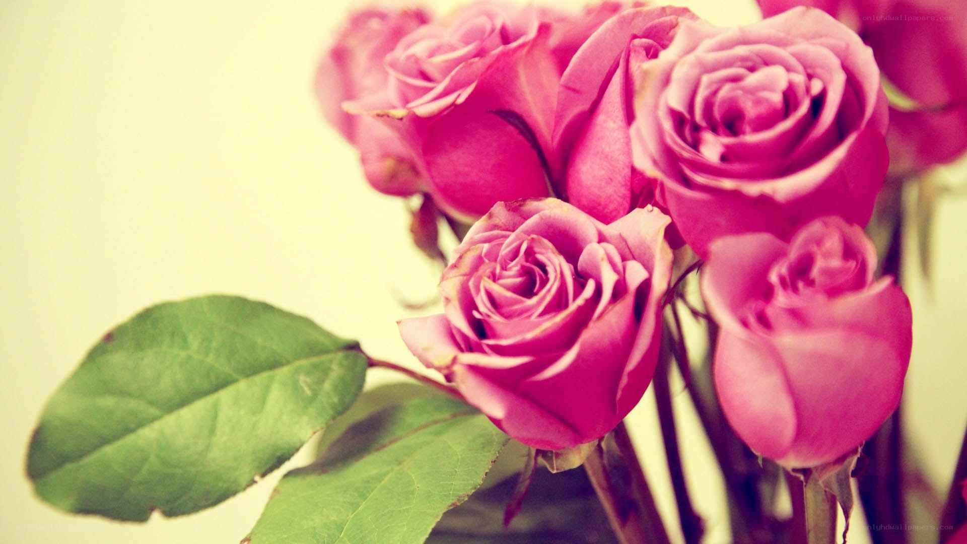 Pink roses in soft light