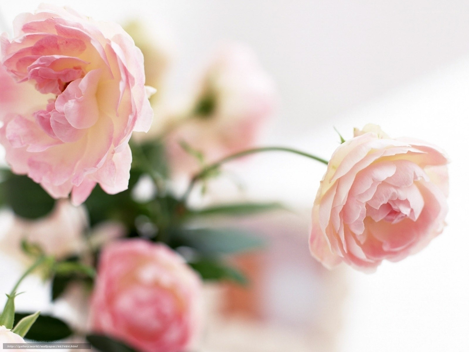 Pink roses in soft light