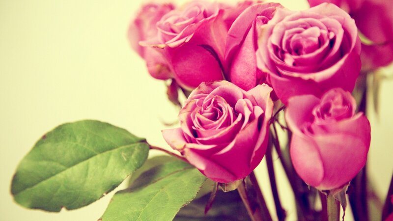 Pink roses in soft light