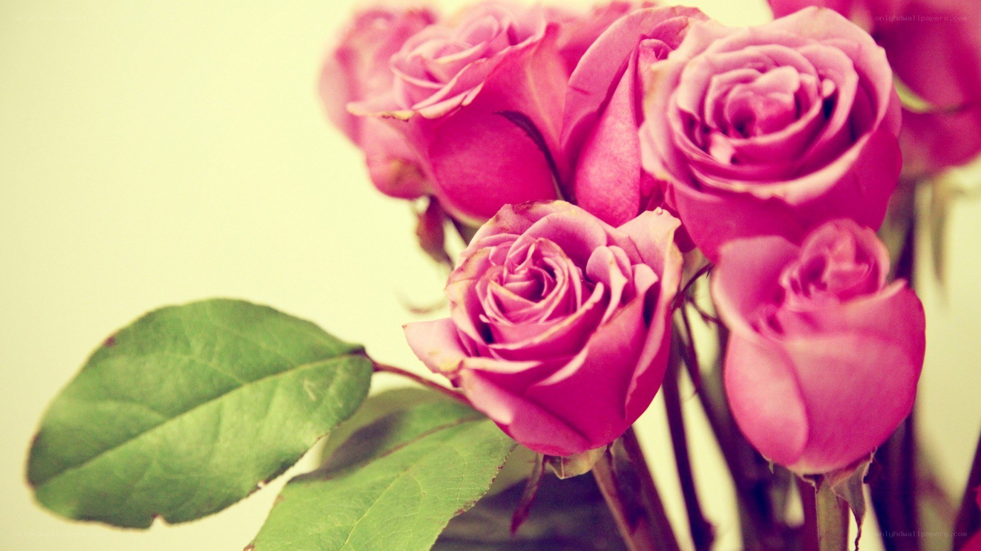 Pink roses in soft light