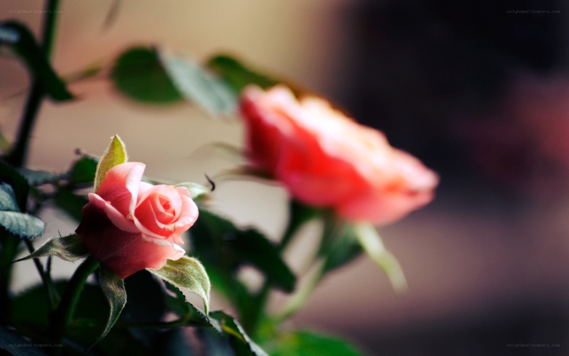 Pink roses in soft light