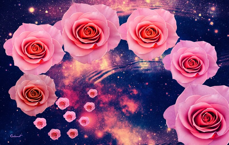 Pink Roses in Space