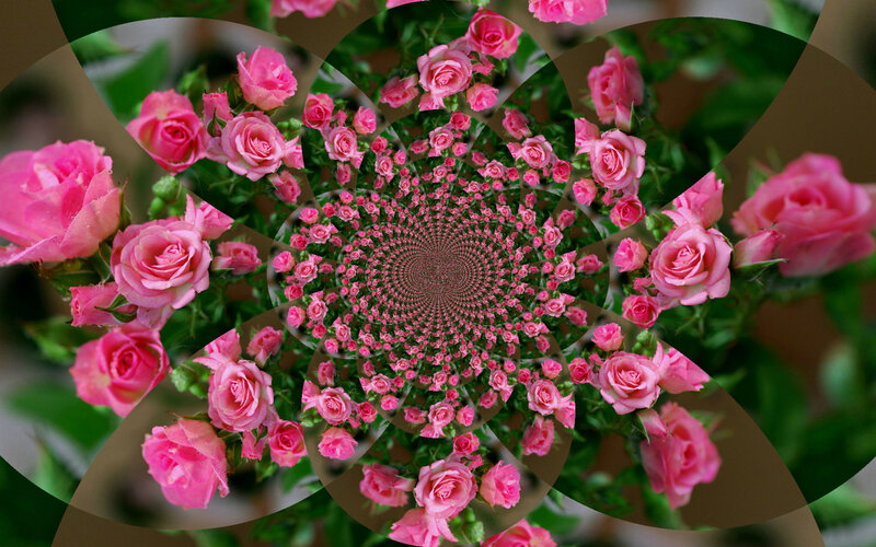 Pink Roses in Spiral — Calm