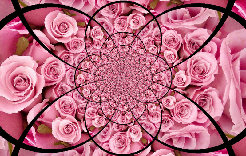 Pink Roses in Spiral — Hypnotic