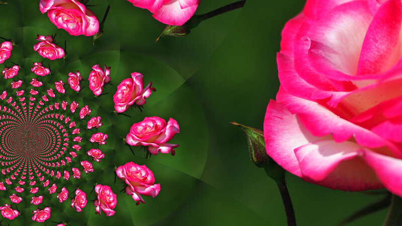 Pink Roses in Spiral Pattern