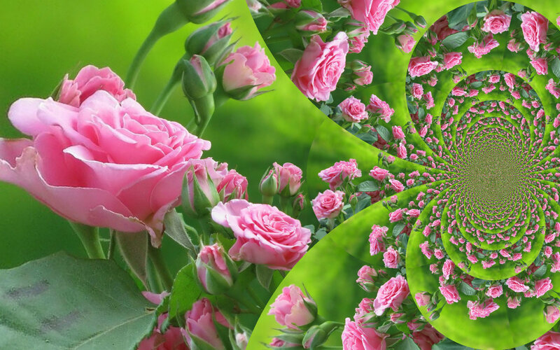Pink Roses in Spiral — Serene, Spring