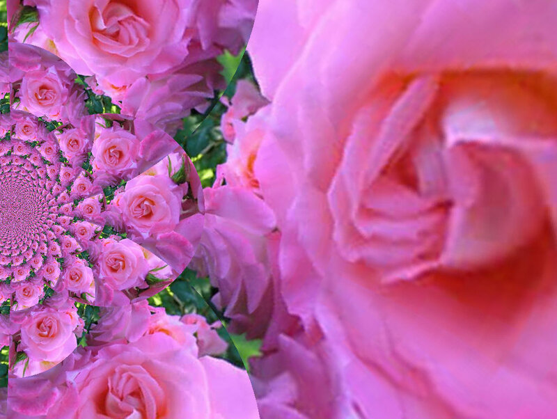 Pink Roses in Spiral — Serene