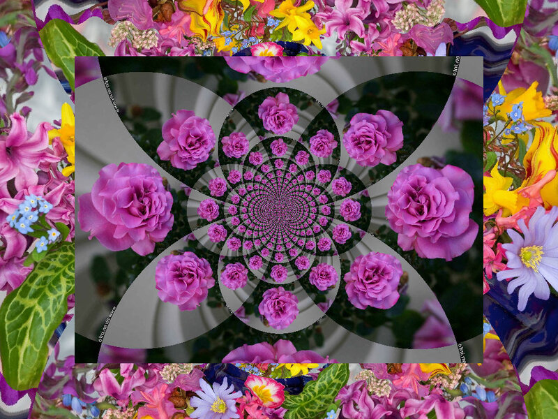 Pink Roses in Spiral