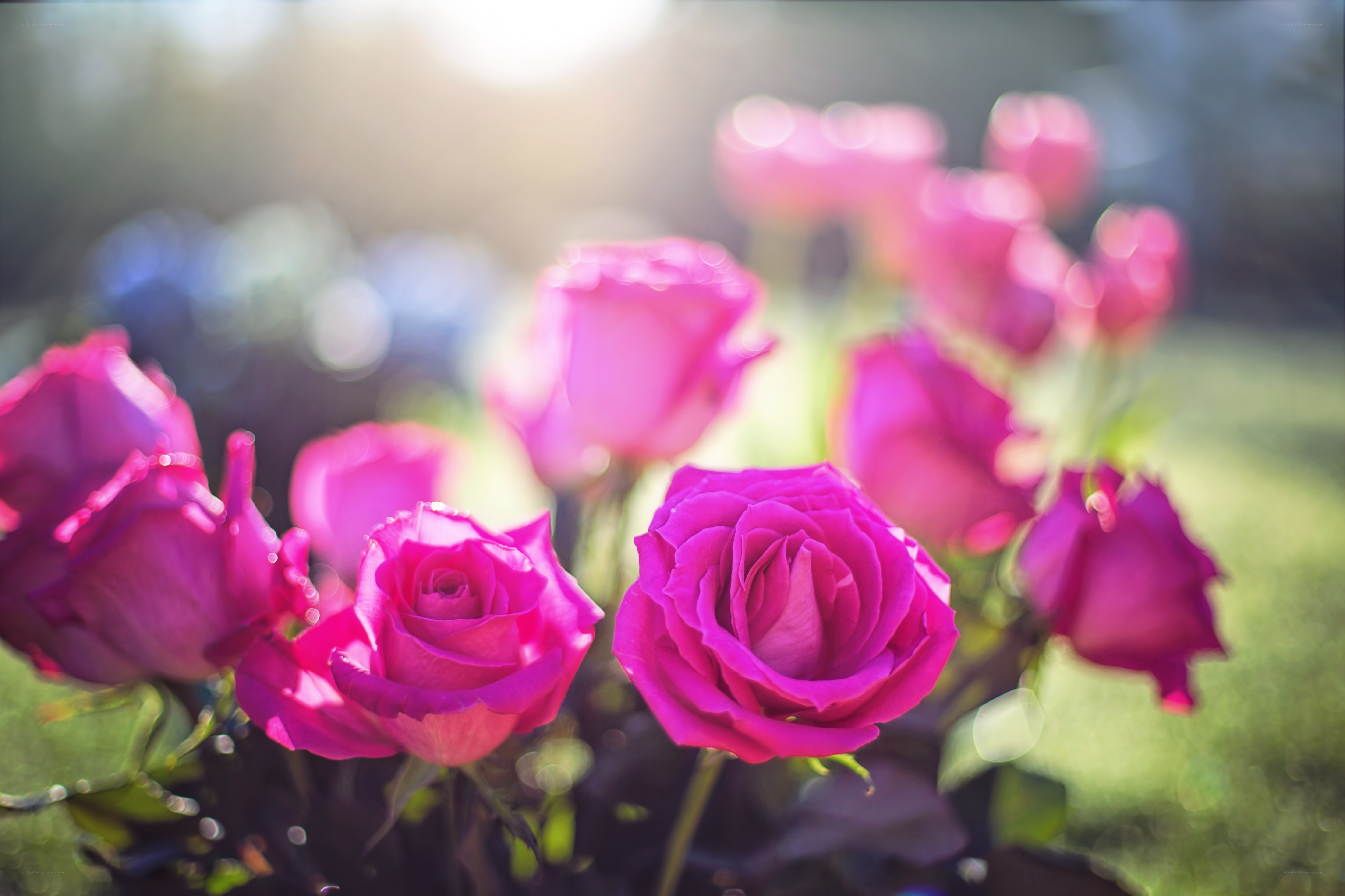 Pink roses in sunlight