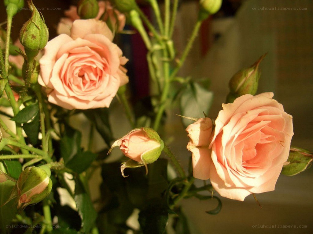 Pink roses in sunlight