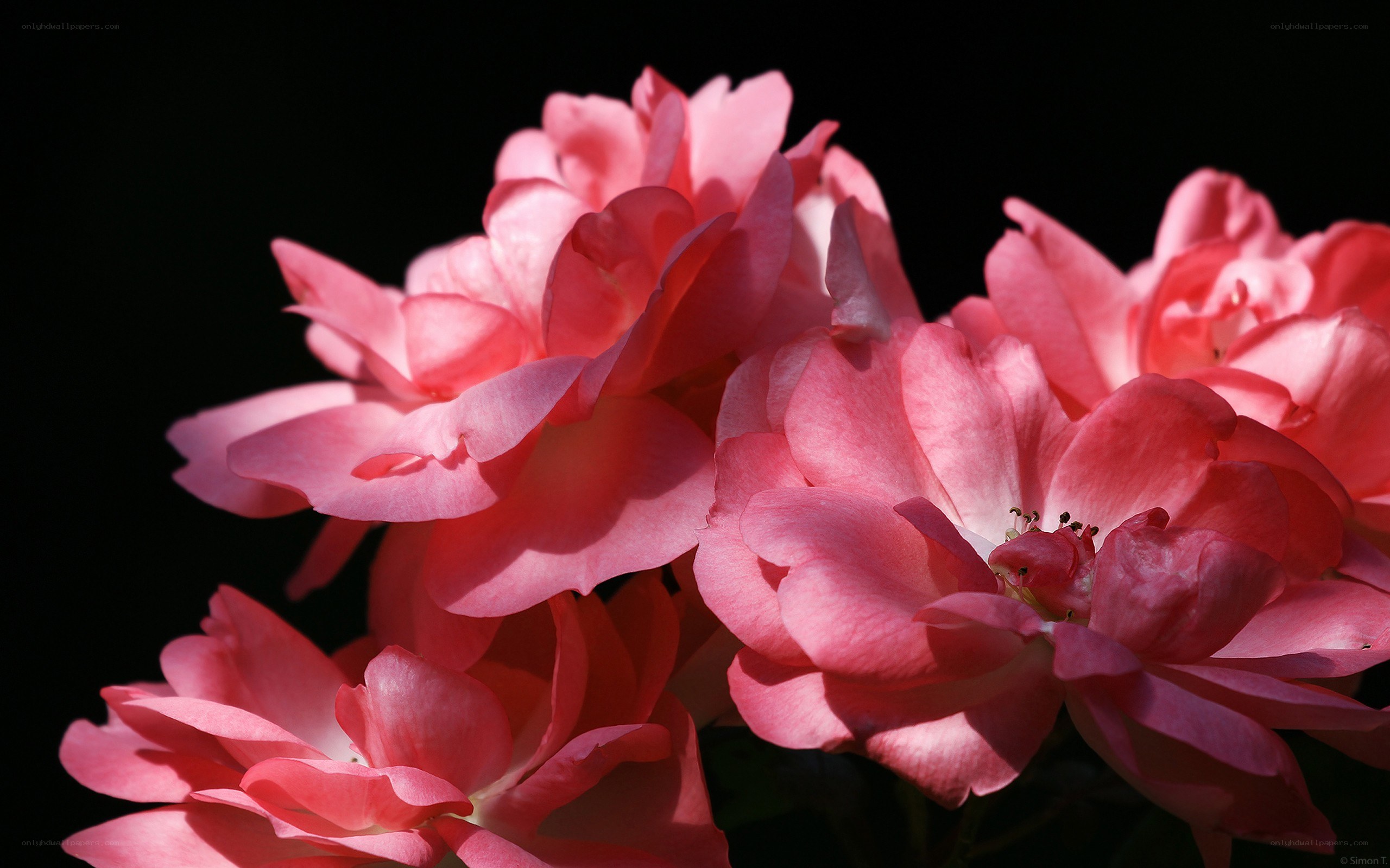 Pink roses in sunlight