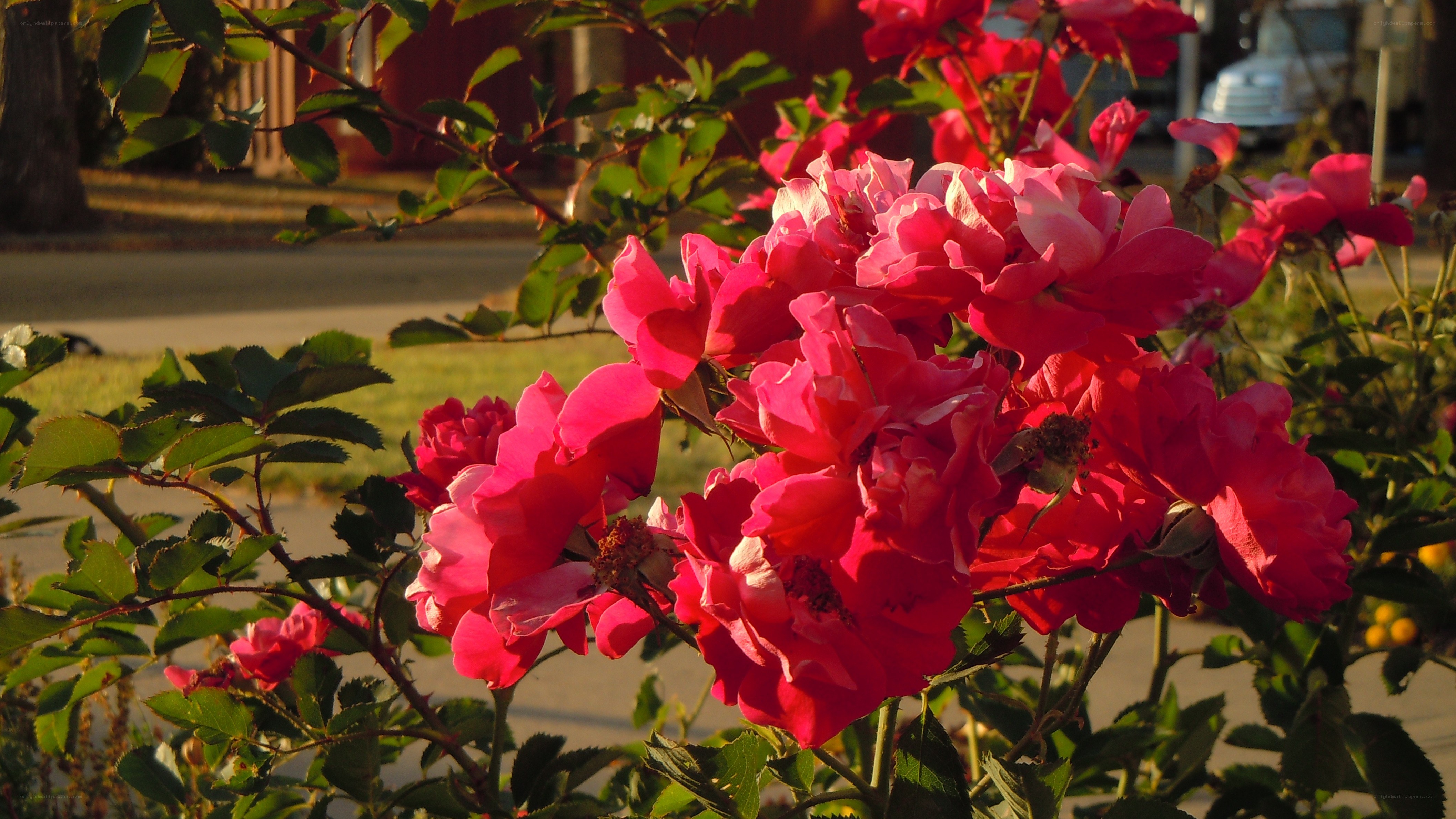 Pink roses in sunlight