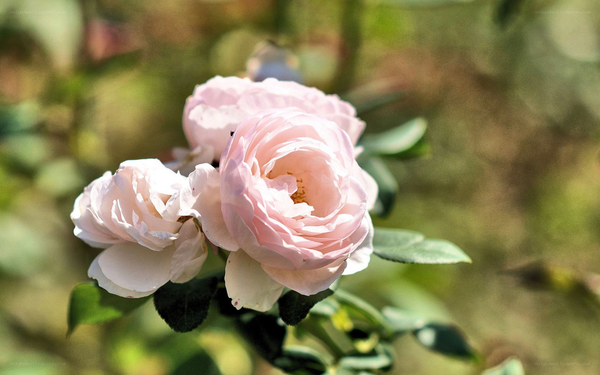Pink roses in sunlight