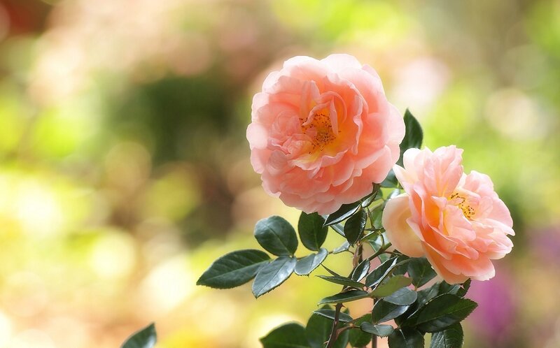 Pink roses in sunlight