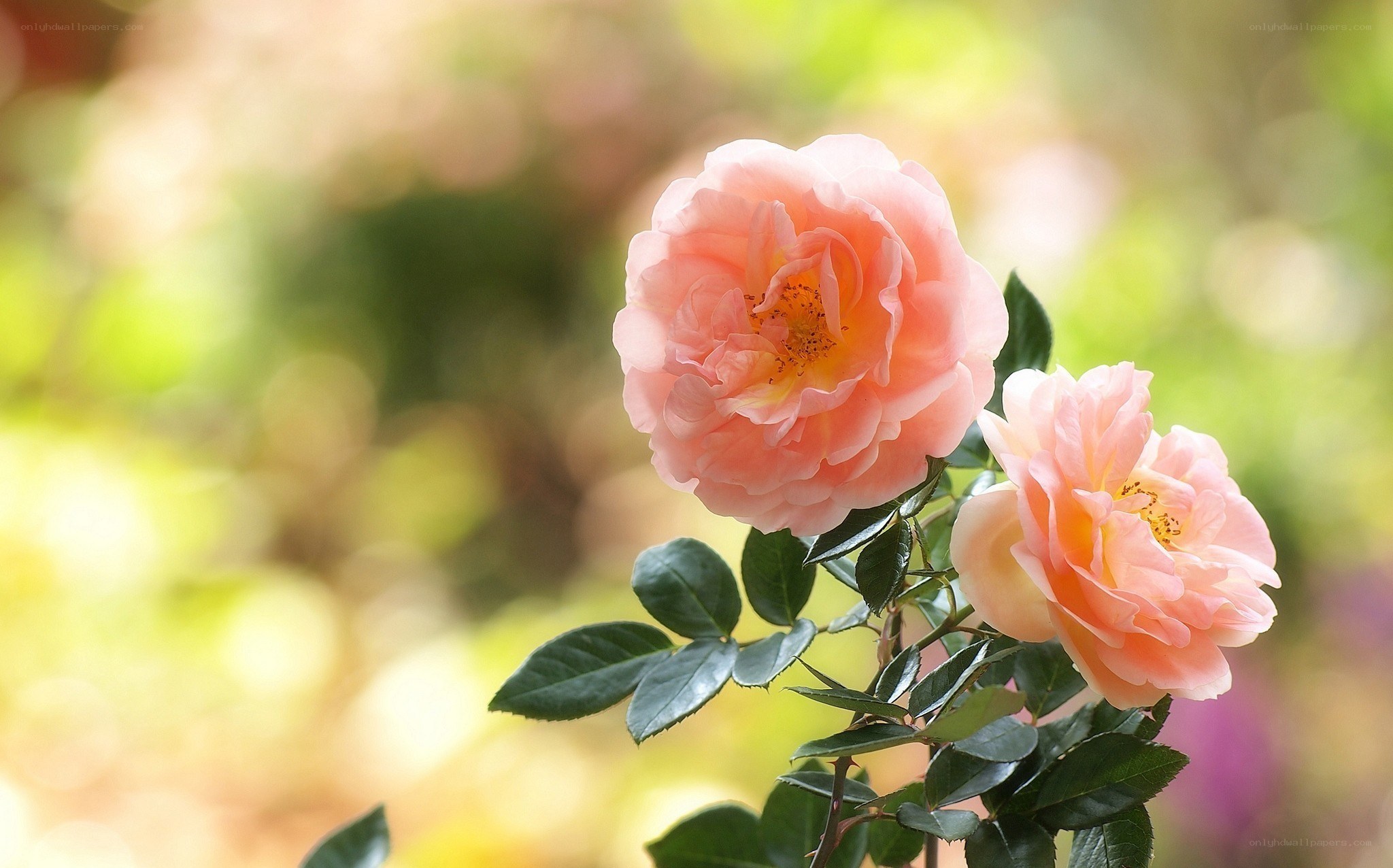 Pink roses in sunlight