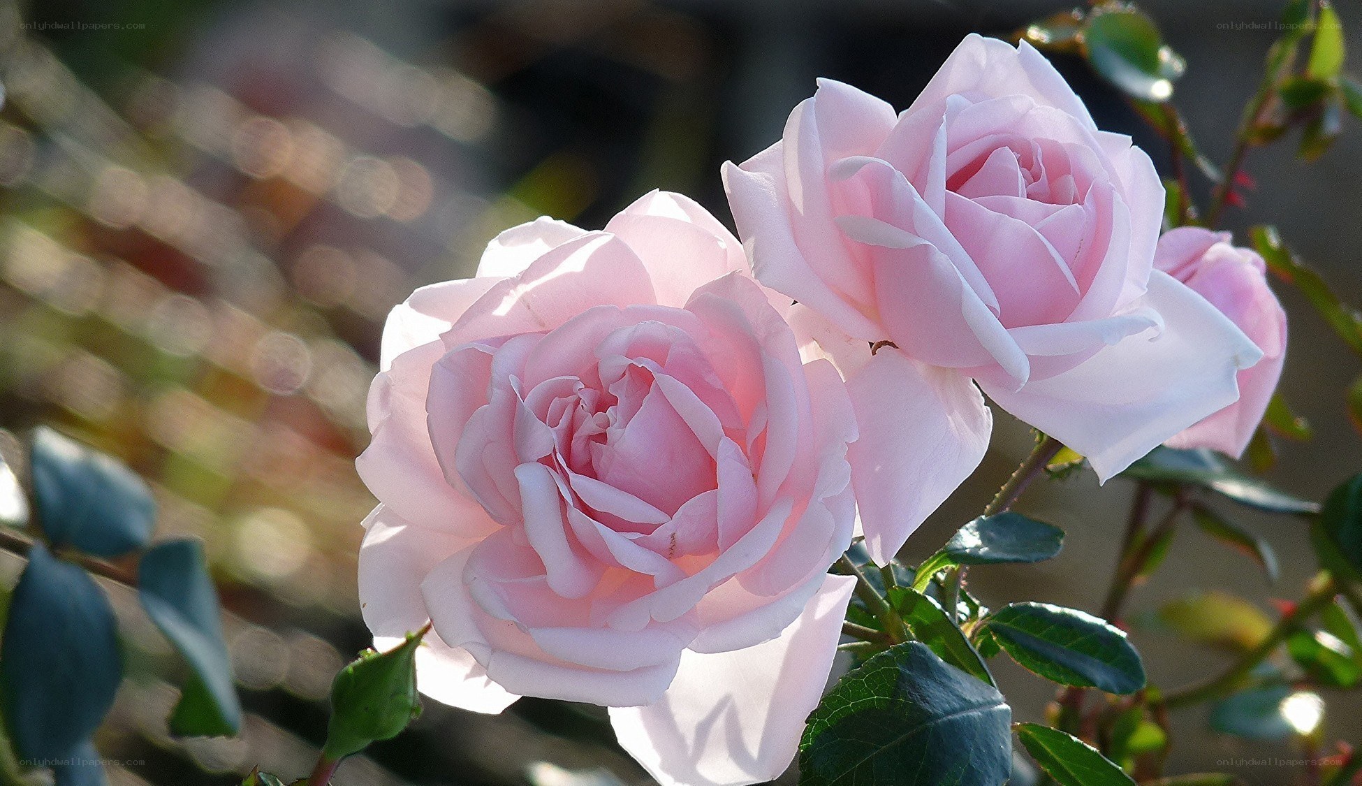 Pink roses in sunlight