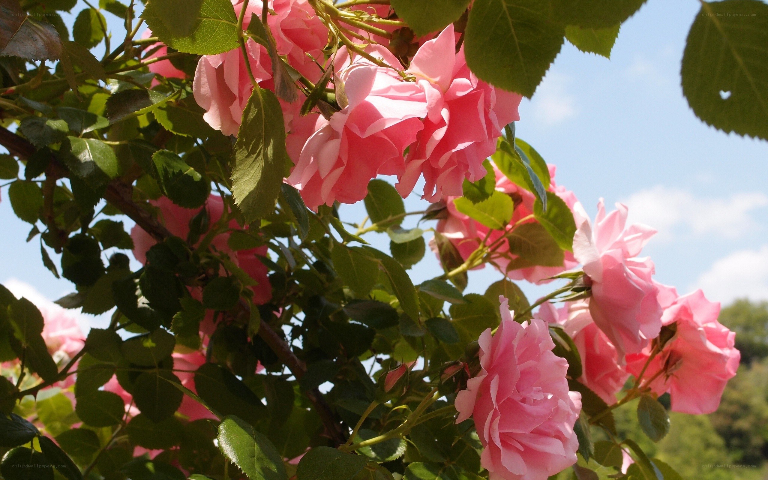 Pink roses in sunlight