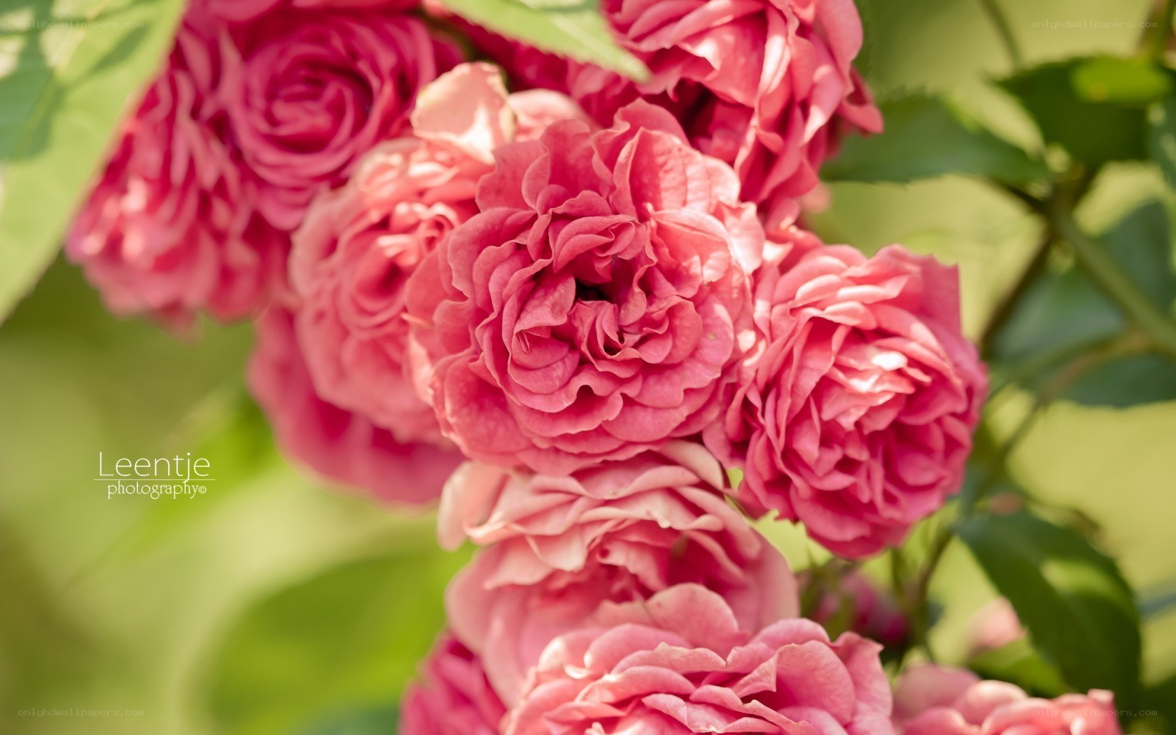 Pink roses in sunlight