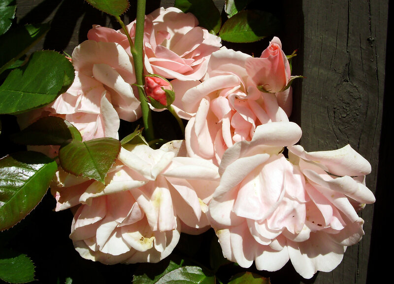 Pink roses in sunlight