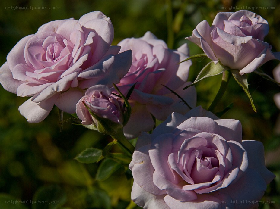 Pink roses in sunlight