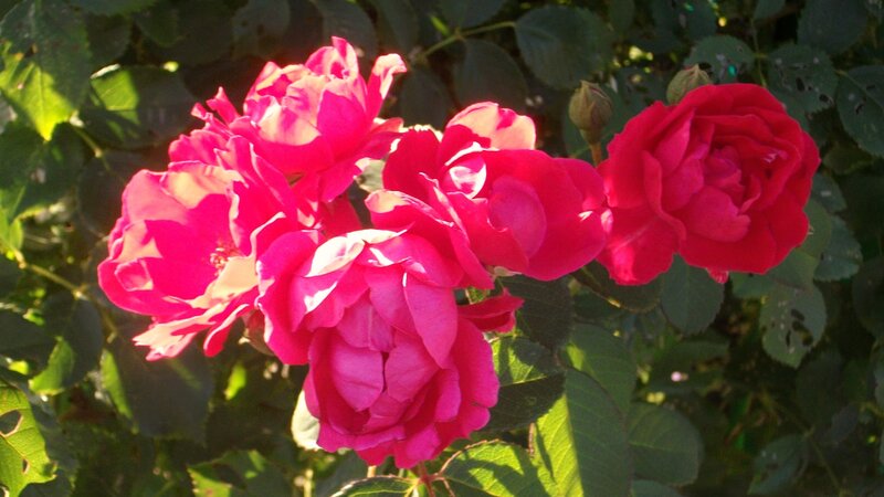 Pink roses in sunlight