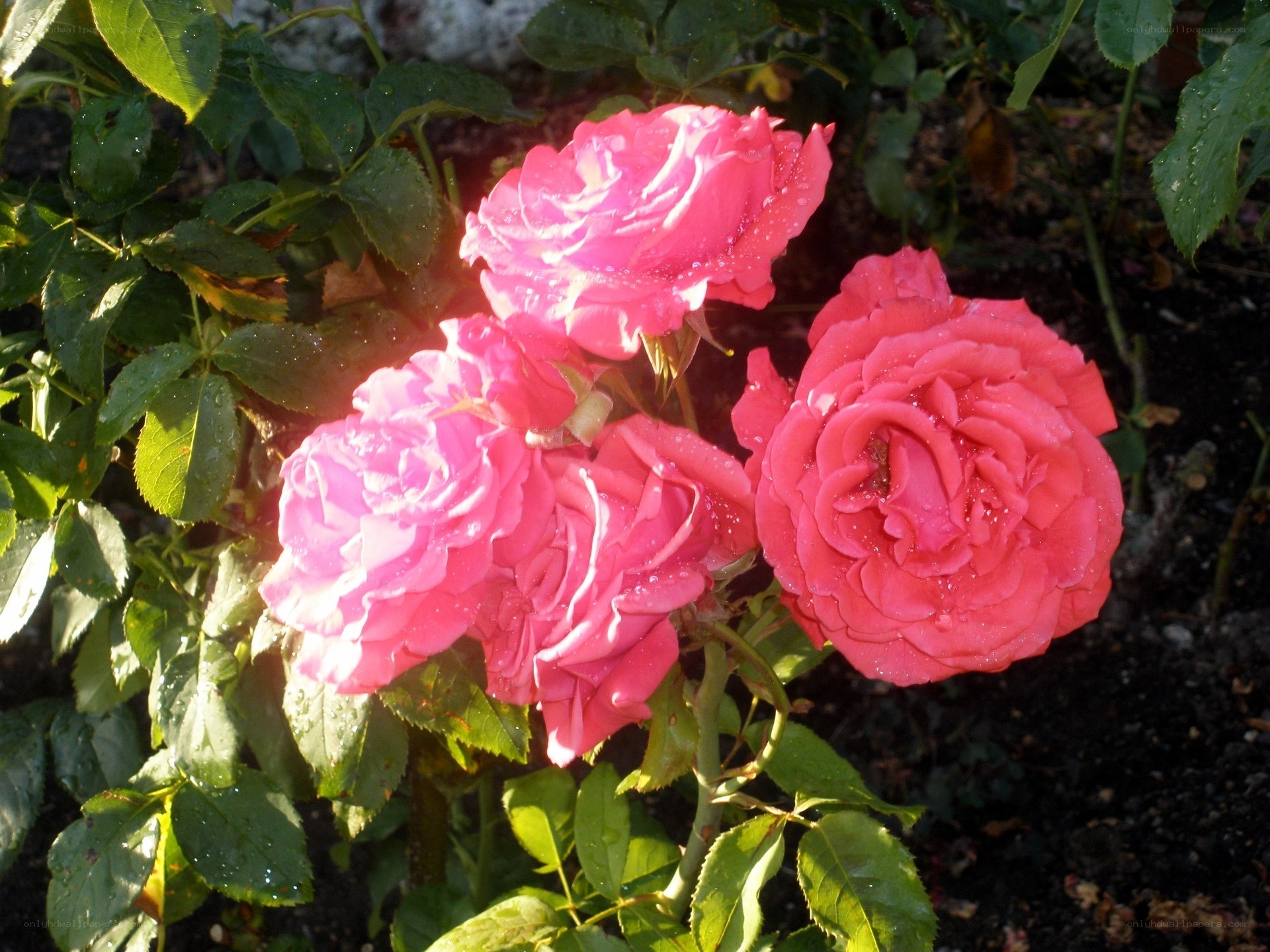 Pink roses in sunlight